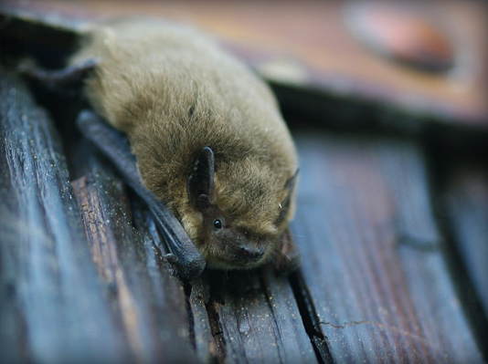 Pipstelle Bat