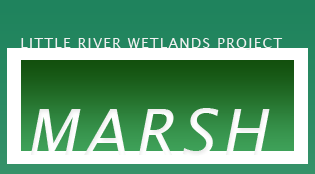 Marsh Habitat - Little River Wetlands Project