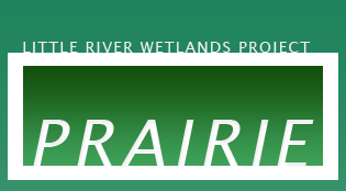 Marsh Habitat - Little River Wetlands Project